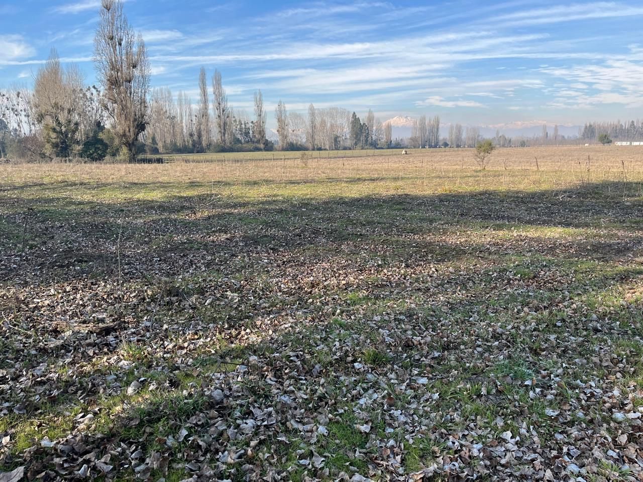Zoom foto 7 de Venta Campo Agrícola de 4 Hectáreas en Parral, Región del Maule