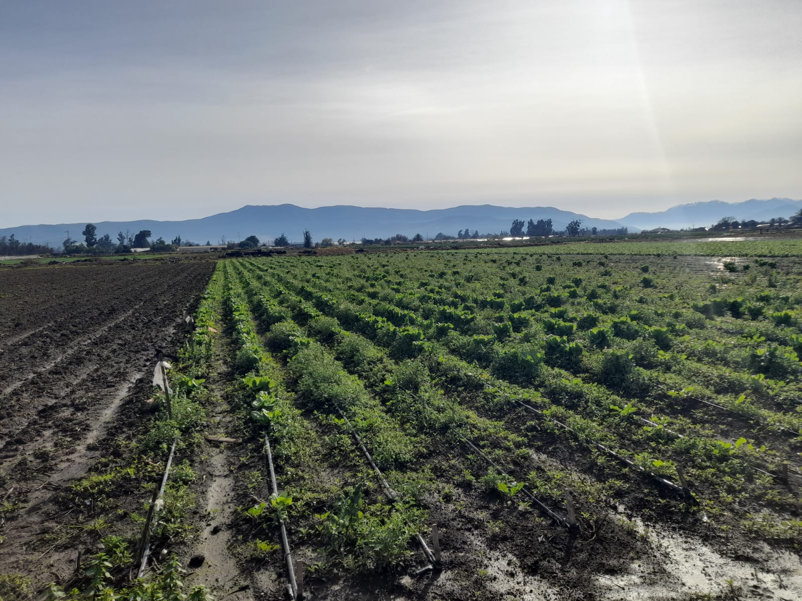 Foto 7 de Venta de Terreno 25.765 Ha en San Pedro, Quillota Ideal para Proyectos Agricolas y Mas