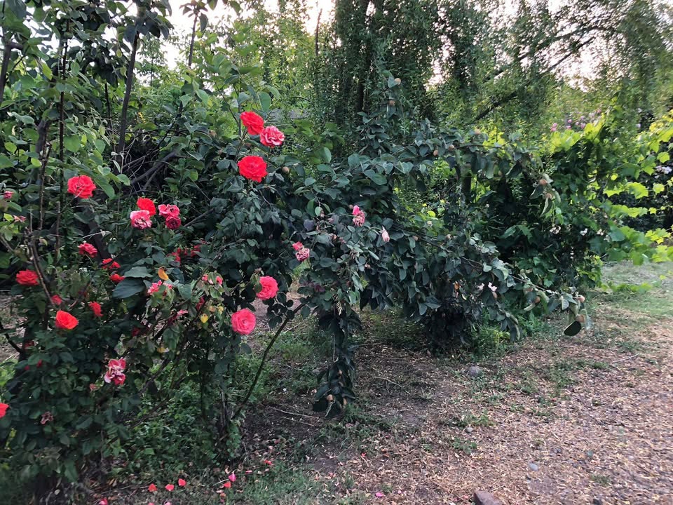 Foto 2 de Casa en arriendo con parcela en Av. Ariztía, Quillota