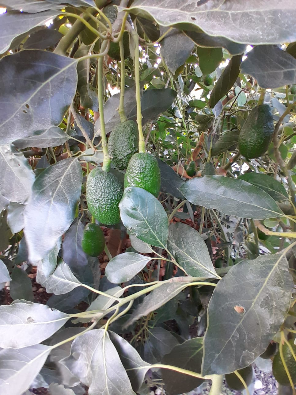 Foto 35 de Casa en parcela en venta en Chacra Bellavista, La Cruz