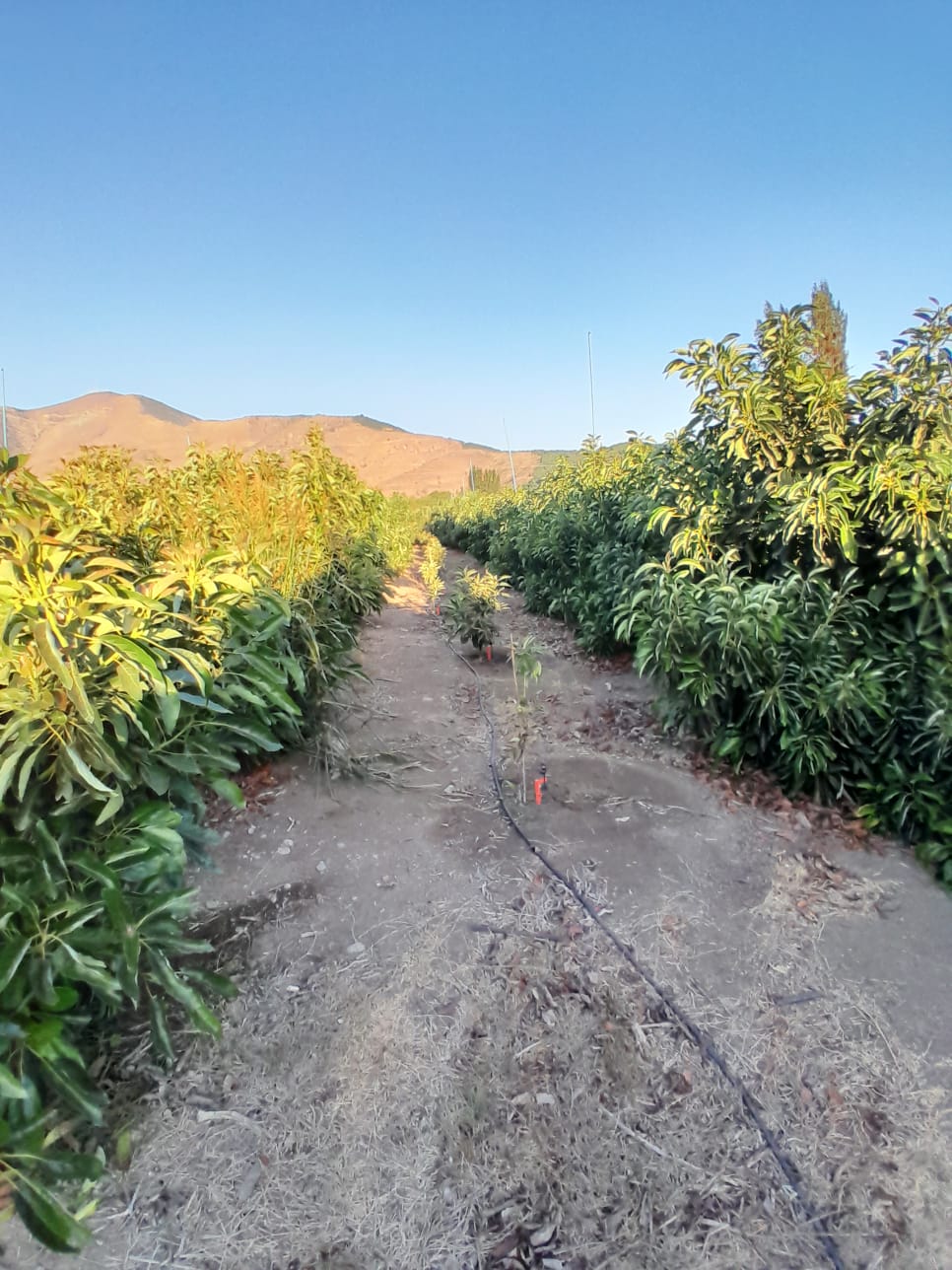 Foto 36 de Casa en parcela en venta en Chacra Bellavista, La Cruz