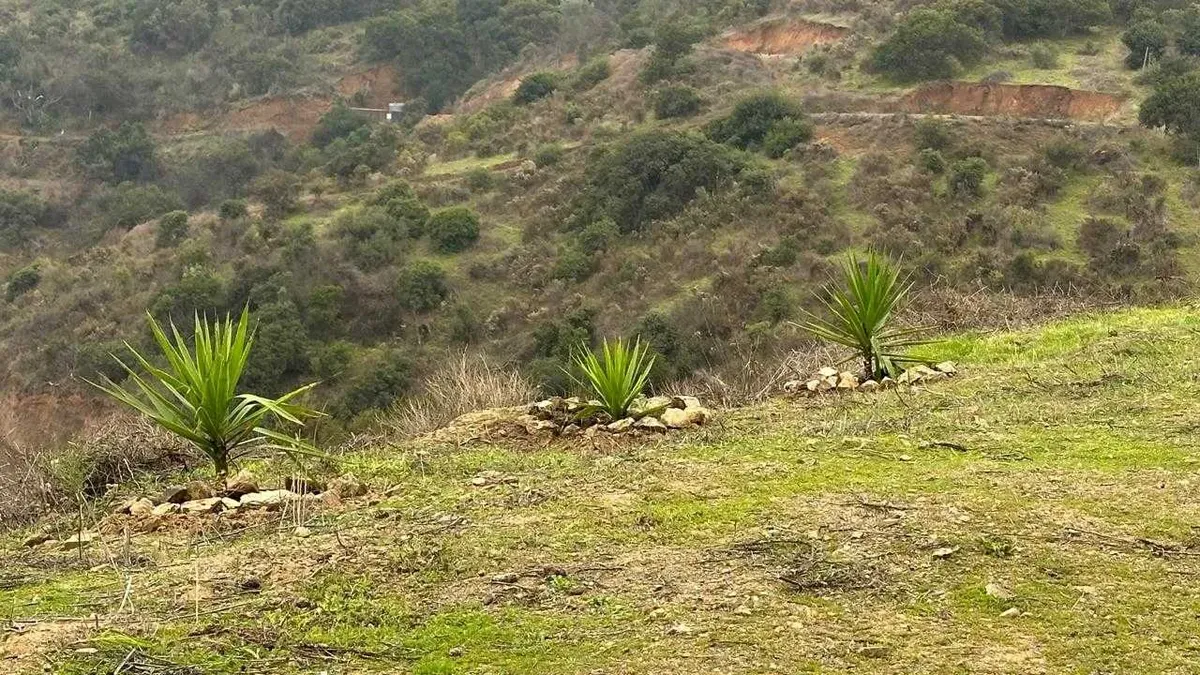 Foto 4 de Venta de Parcela en Rucalhue – Quebrada del Ají, Quillota