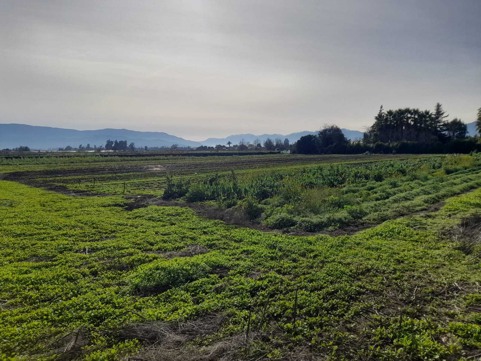 Foto 3 de Venta de Parcela en San Pedro, Quillota